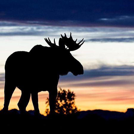 Wildlife Panorama Lofoten Bostad Esterno foto