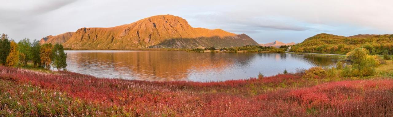 Wildlife Panorama Lofoten Bostad Esterno foto