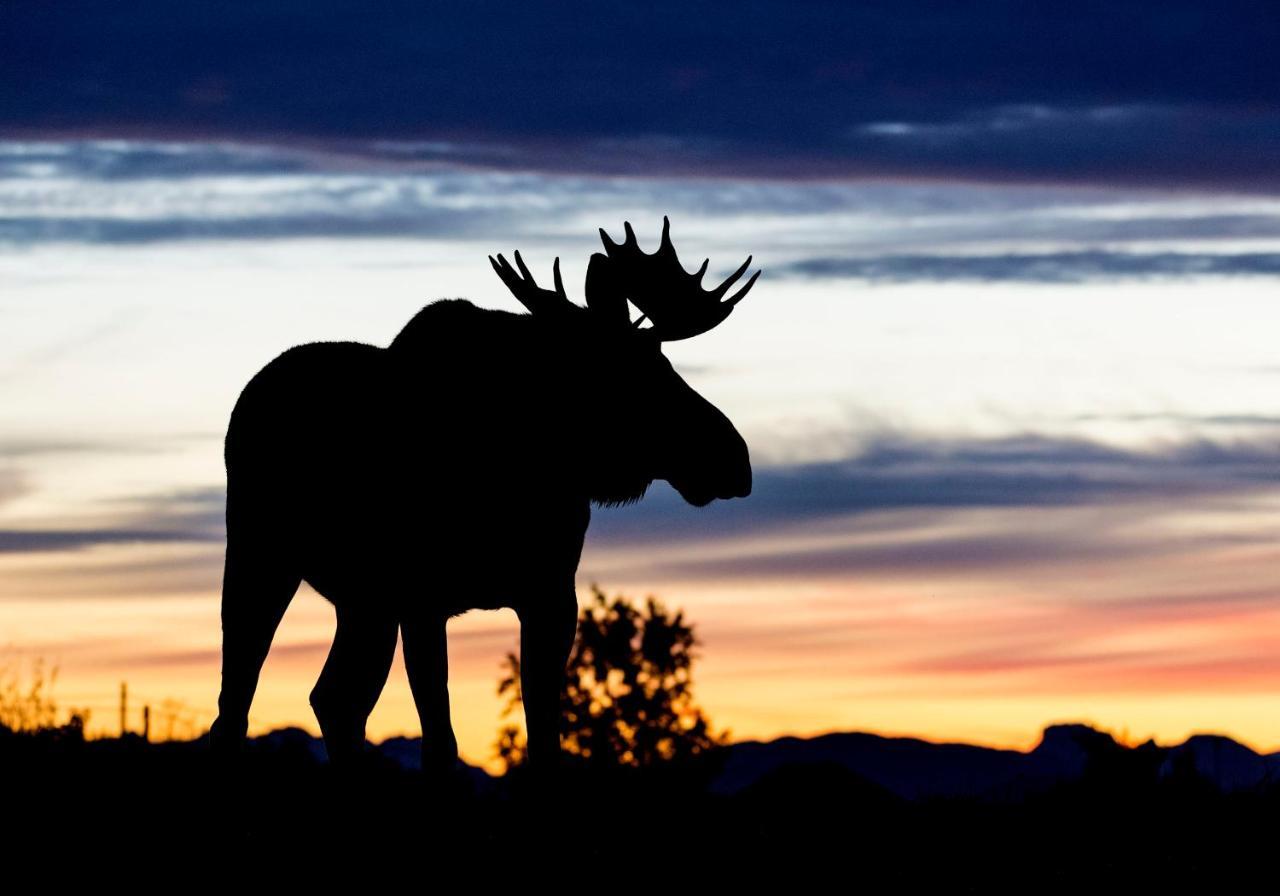 Wildlife Panorama Lofoten Bostad Esterno foto